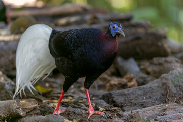 Majestic Bulwer's Pheasant in the Wild. An exquisite image capturing the beauty of a Bulwer's Pheasant in its natural habitat. is a true symbol of the wonders of the avian world.