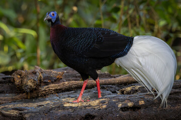 Majestic Bulwer's Pheasant in the Wild. An exquisite image capturing the beauty of a Bulwer's...
