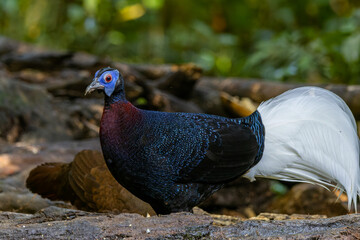 Majestic Bulwer's Pheasant in the Wild. An exquisite image capturing the beauty of a Bulwer's...