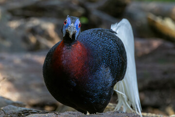 Majestic Bulwer's Pheasant in the Wild. An exquisite image capturing the beauty of a Bulwer's Pheasant in its natural habitat. is a true symbol of the wonders of the avian world.