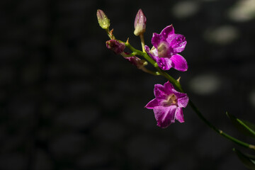 Close-up of plant in vase,Close-up of pink orchids against clear blue sky. Cropped hand picking food from plate, Close-up of purple orchids,