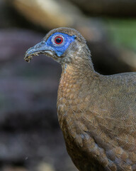 Majestic Bulwer's Pheasant in the Wild. An exquisite image capturing the beauty of a Bulwer's...