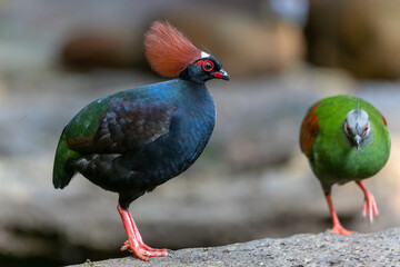 Crested Partridge (Rollulus rouloul) showcasing its exquisite and distinctive appearance. This...