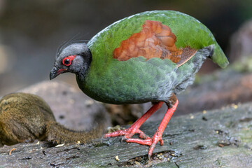 Crested Partridge (Rollulus rouloul) showcasing its exquisite and distinctive appearance. This beautiful bird, with its elegant plumage and crested head, is a testament to the diversity of wildlife.