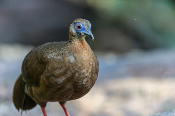 Majestic Bulwer's Pheasant in the Wild. An exquisite image capturing the beauty of a Bulwer's...