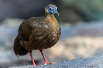 Majestic Bulwer's Pheasant in the Wild. An exquisite image capturing the beauty of a Bulwer's Pheasant in its natural habitat. is a true symbol of the wonders of the avian world.