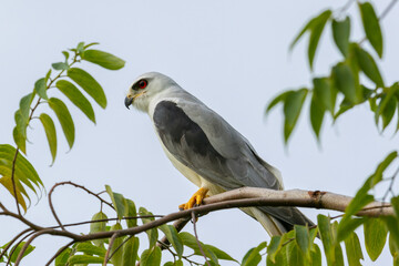 Black-winged Kite Perched in Tranquility