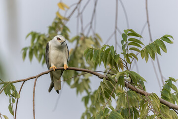 Black-winged Kite Perched in Tranquility
