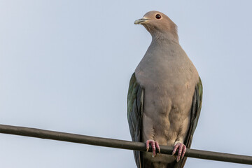 An exquisite image of a Green Imperial Pigeon, showcasing its vibrant green plumage and elegant form.