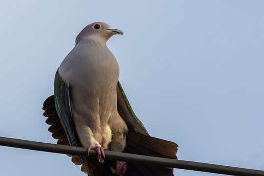 An exquisite image of a Green Imperial Pigeon, showcasing its vibrant green plumage and elegant form.