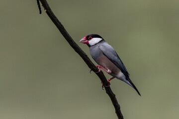 Nature Wildlife image of beautiful bird Java sparrow (Lonchura oryzivora)