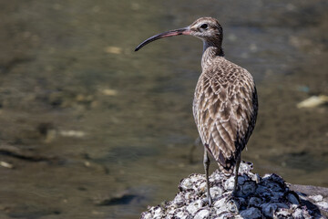 Majestic Eurasian Whimbrel in Coastal Setting