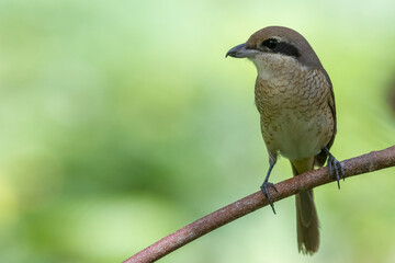 Nature wildlife image of Graceful Brown Shrike A Master of Stealth and Precision in the Wild
