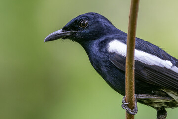 Oriental Magpie-Robin A Melodic Muse in the Garden