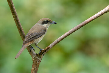 Nature wildlife image of Graceful Brown Shrike A Master of Stealth and Precision in the Wild