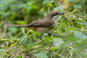 Nature wildlife image of Graceful Brown Shrike A Master of Stealth and Precision in the Wild