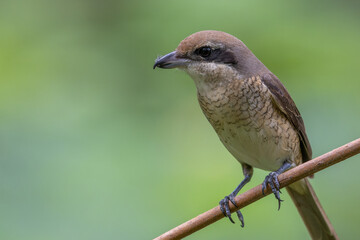 Nature wildlife image of Graceful Brown Shrike A Master of Stealth and Precision in the Wild