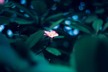 Keuken spatwand met foto Water droplets on frangipani flowers after rain,Plumeria flowers with rain water.Pink plumerias blooming on sunny day,Close-up of wet yellow plumeria flower © Rain