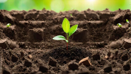 Celebrate Earth Day by planting a green sapling in the soil to contribute to saving our planet.