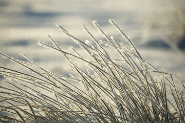 Fototapeta premium Cold beauty of snowy day with frost covered grass