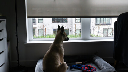 dog watch at window
