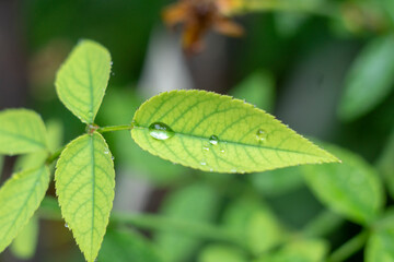 There are many types of roses, roses that bloom in the morning have a light pink color, those that bloom at noon have a darker color, in the afternoon the color is more beautiful and the thickness is 