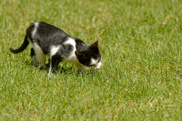 Chaton noir et blanc dans l'herbe