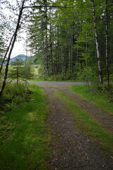 road in forest