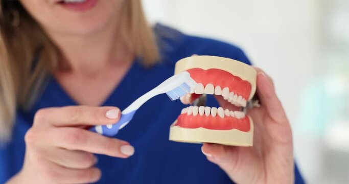 Doctor demonstrates process of brushing teeth with toothbrush using a model of human jaws