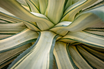 Variegated plants, agave cactus, topview, abstract natural pattern background, green and yellow...