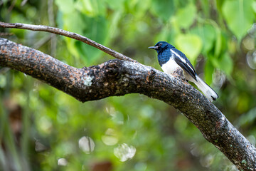 The Oriental magpie-robin is a small passerine bird. Bird on the tree