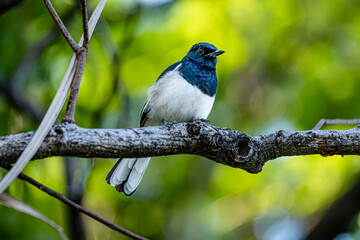 The Oriental magpie-robin is a small passerine bird. Bird on the tree