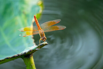 red dragonfly rest on the green lotus leaf, pond, calm, zen