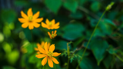 Yellow Cosmos Flower Beautiful Delicate, Background Work For Designer
By Gallery of Gazes,View of honey bee and yellow Cosmos flower on blurred green leaf background under sunlight 