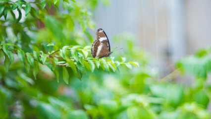 Obraz premium Butterflies are many types, some with few colors and many colorful ones. Butterflies often live near flowering bushes to absorb pollen and nectar, contributing to helping flowers pollinate.