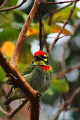 beautiful male coppersmith barbet or crimson breasted barbet (psilopogon haemacephalus) perching on a beach, tropical forest in india