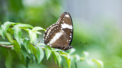 Butterflies are many types, some with few colors and many colorful ones. Butterflies often live near flowering bushes to absorb pollen and nectar, contributing to helping flowers pollinate.