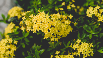 ,High angle view of orange flowering plants,Combination red and green flower ,High angle view of ixora flowers in park