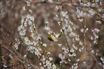 満開の白梅とメジロ
