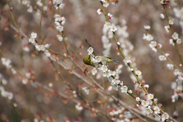 満開の白梅とメジロ