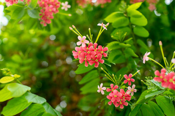  Nice photography picture ,Close-up of red flowering plant,Combretum indicum flower are blooming and green leaf at summer,Combretum indicum are blooming and green leaf at summer,Combretum indicum 