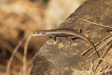 Small lizard sunbaking on a rock