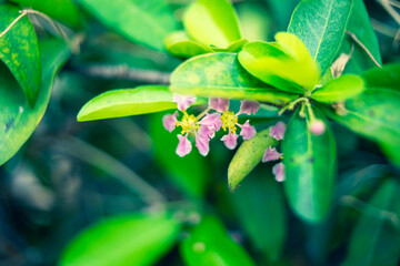 Malpighia is a sweet and juicy fruit that is rich in vitamin C.Acerola is a plant native to the...