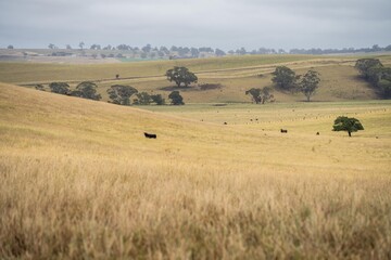 Fototapeta na wymiar herd of cattle in an agriculture farming landscape in a hot dry summer on a farm in australia