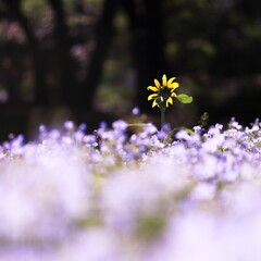 ネモフィラ畑の中のひまわり