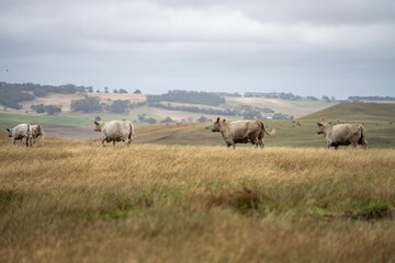cows and calfs grazing on dry tall grass on a hill in summer in australia. beautiful fat herd of cattle on an agricultural farm in an australian meat industry