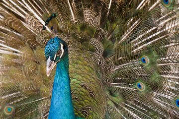 Peacocks are adult male peafowl large ground nesting birds with colourful feathers used in fashion...