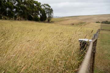 shut farm gate on a livestock farm in australia in summer