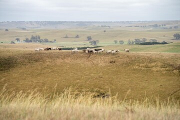 cows and calfs grazing on dry tall grass on a hill in summer in australia. beautiful fat herd of cattle on an agricultural farm in an australian meat industry