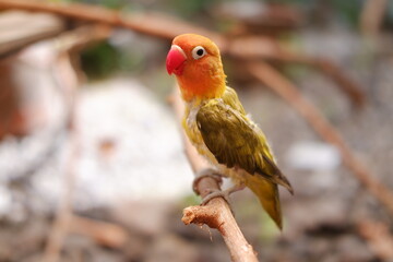Little lovebird sitting on a tree branch 
